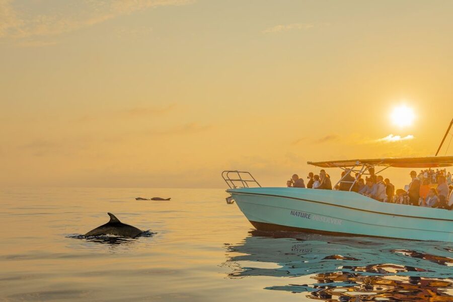 From Alcudia: Sunrise Dolphin Watching Boat Tour - Finding dolphins in their natural setting