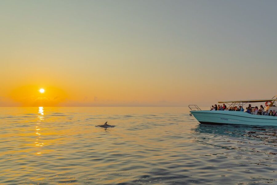 From Alcudia: Sunrise Dolphin Watching Boat Tour - A wildlife encounter with sensible limits
