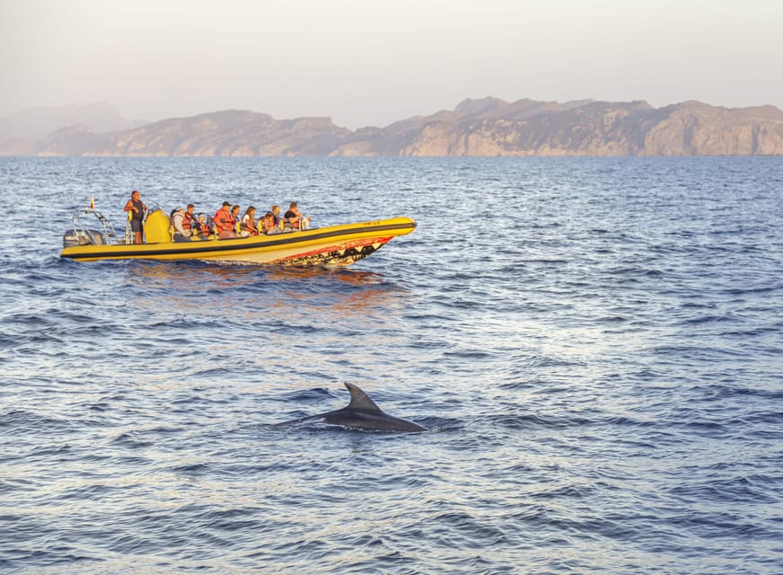 From Alcudia: Sunrise Dolphin Watching Boat Tour - Should you book the Alcúdia dolphin tour?