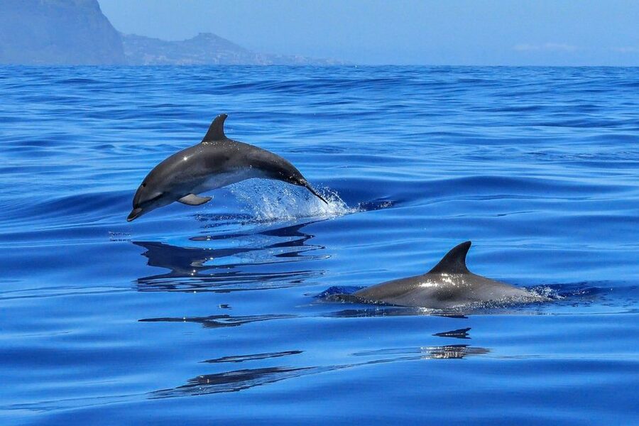 From Alcudia: Sunrise Dolphin Watching Boat Tour - Boarding at Port d’Alcúdia