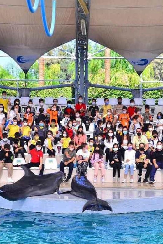From Belek: Dolphin Show with Transfers - The dolphin show is the heart of the outing