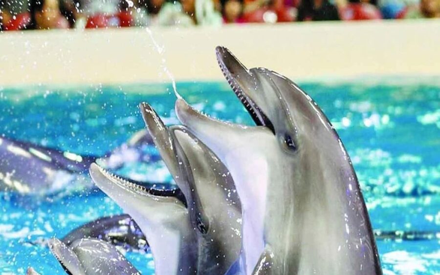 From Belek: Dolphin Show with Transfers - How the 1 to 3-hour schedule affects your day