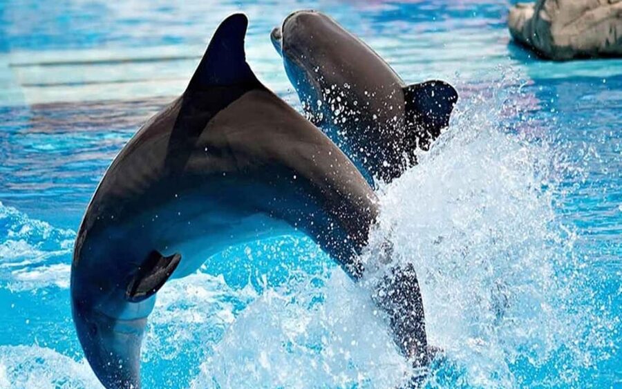 From Belek: Dolphin Show with Transfers - Booking details that matter