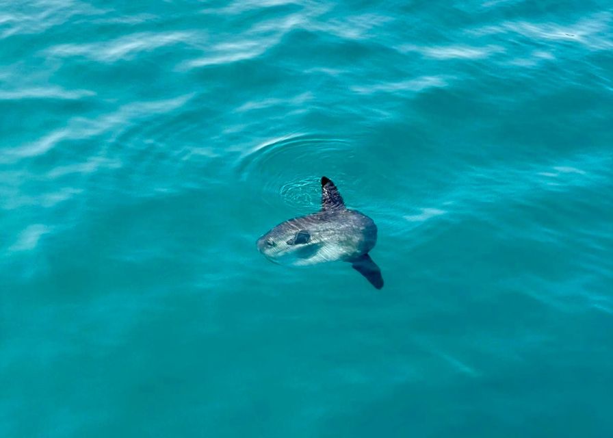 From Benalmádena & Torremolinos: Dolphin Watch Boat Trip - Meeting point, transport, and the details that can spoil the day