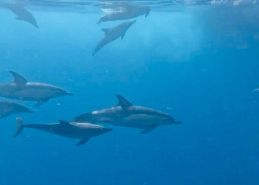 From Benalmádena & Torremolinos: Dolphin Watch Boat Trip - How to decide if the dolphin risk is worth it