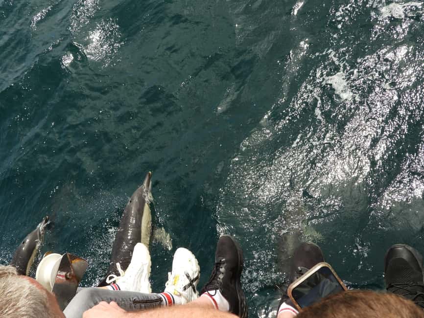 From Cádiz Bay: Tarifa Dolphin Watching Tour - Who will enjoy this experience most?
