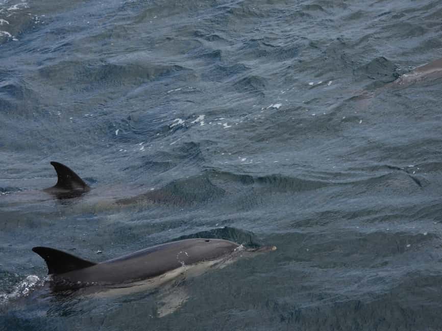 From Cádiz Bay: Tarifa Dolphin Watching Tour - What to bring and how to plan the day