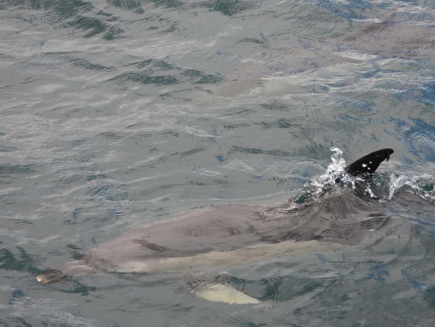 From Cádiz Bay: Tarifa Dolphin Watching Tour - FAQ