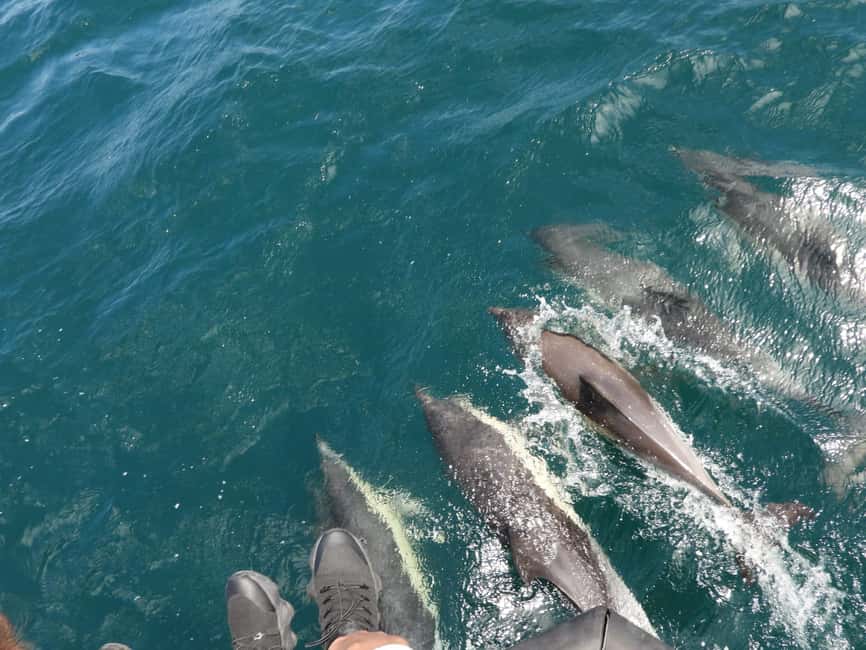 From Cádiz Bay: Tarifa Dolphin Watching Tour - The 2.5-hour dolphin watching trip