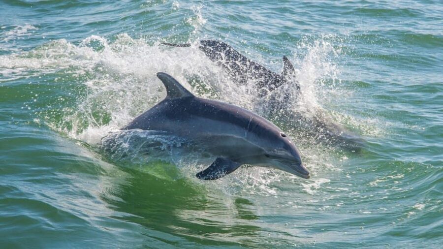 From Cagliari: sunset dolphin watching tour - What the boat offers, and what it does not