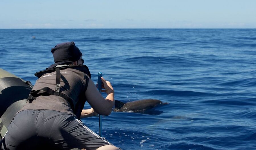 From Calheta: Madeira Whale and Dolphin Watching Boat Tour - Leaving Calheta Marina for the Atlantic