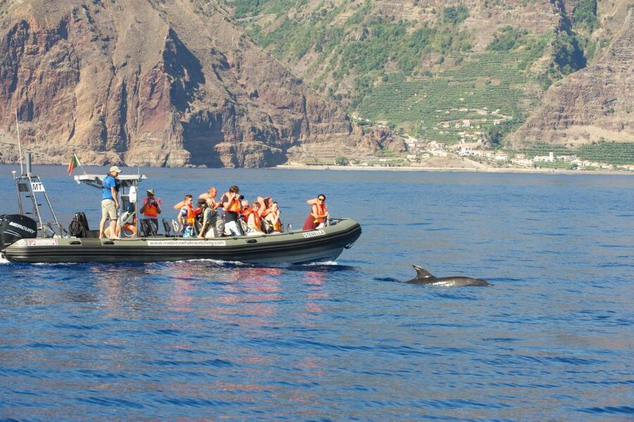 From Calheta: Madeira Whale and Dolphin Watching Boat Tour - The search for dolphins and whales