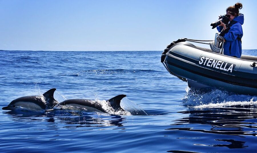From Calheta: Madeira Whale and Dolphin Watching Boat Tour - The guides make the difference