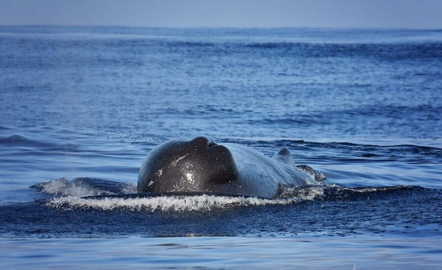 From Calheta: Madeira Whale and Dolphin Watching Boat Tour - Who should book this boat trip?