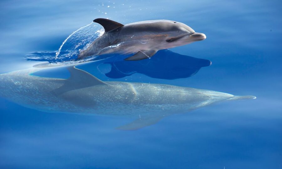 From Calheta: Madeira Whale and Dolphin Watching Boat Tour - FAQ