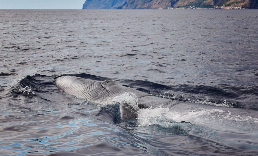 From Calheta: Madeira Whale and Dolphin Watching Boat Tour - Why the silent engines matter