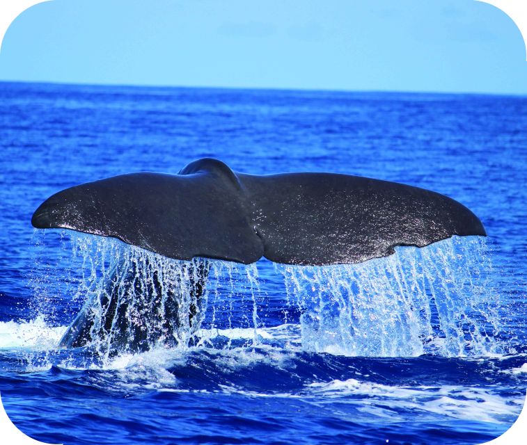 From Calheta: Whale and Dolphin Watching RIB Boat Tour - Setting out from Calheta Marina
