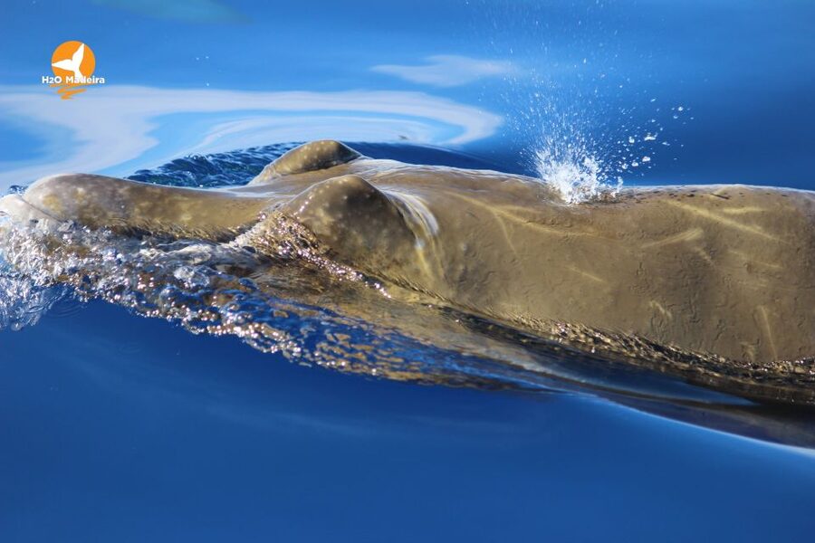 From Calheta: Whale and Dolphin Watching RIB Boat Tour - FAQ