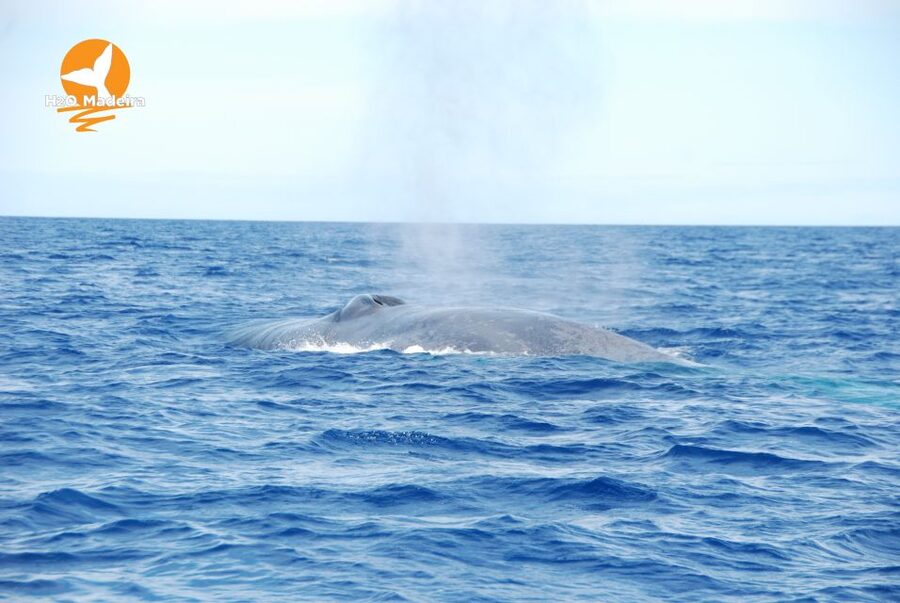 From Calheta: Whale and Dolphin Watching RIB Boat Tour - What the RIB ride feels like