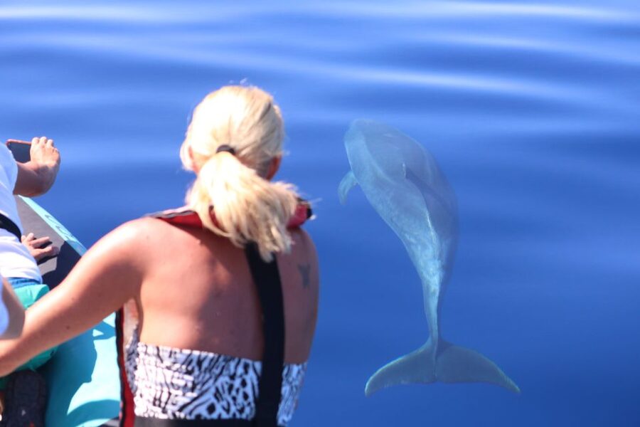 From Calheta: Whale and Dolphin Watching RIB Boat Tour - Watching animals without chasing them