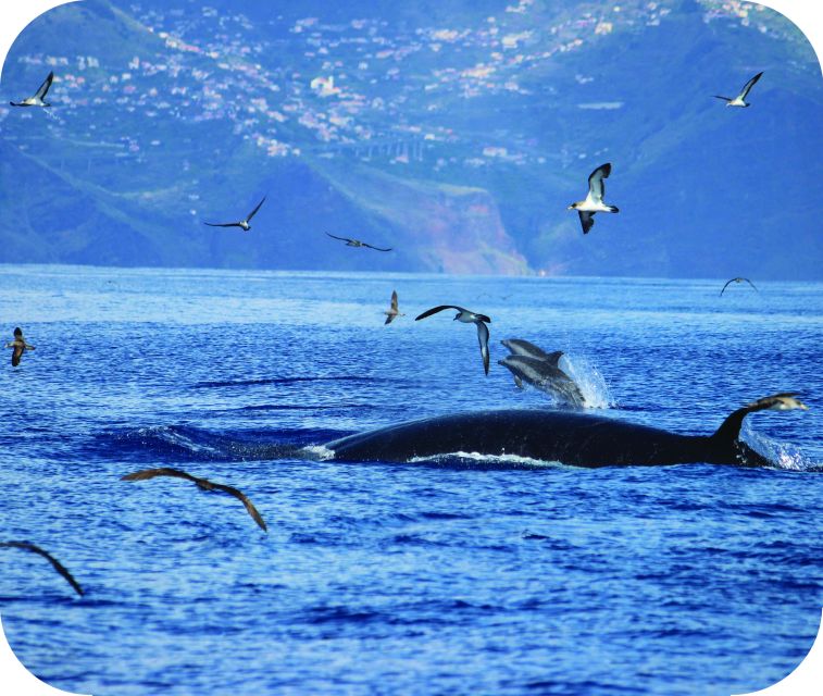 From Calheta: Whale and Dolphin Watching RIB Boat Tour - Languages, guiding, and the small-boat advantage