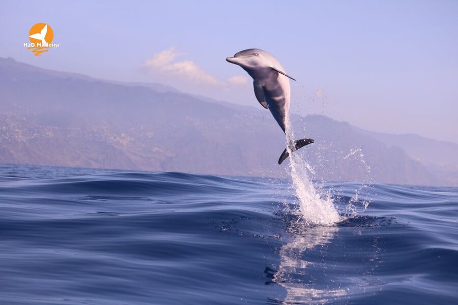 From Calheta: Whale and Dolphin Watching RIB Boat Tour - Is $70 a fair price?