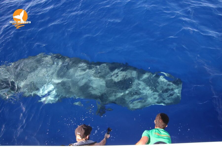 From Calheta: Whale and Dolphin Watching RIB Boat Tour - What to bring and what to leave behind