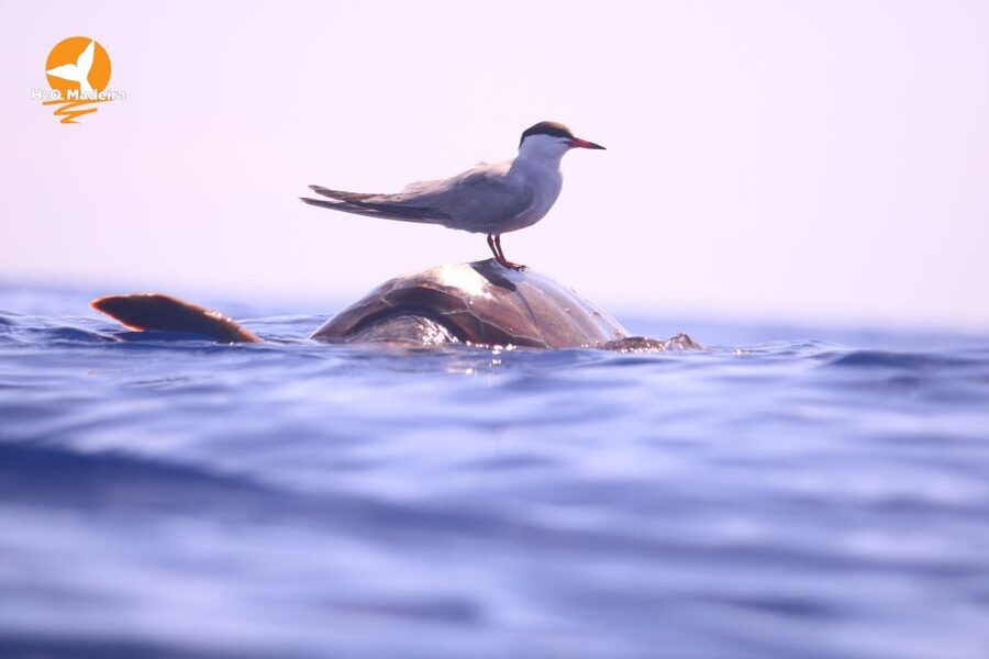 From Calheta: Whale and Dolphin Watching RIB Boat Tour - Who should book this Calheta trip?