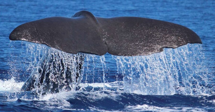 From Calheta: Whale and Dolphin Watching RIB Boat Tour - The search for whales and dolphins