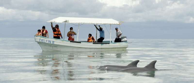 From Campeche: Isla Aguada Dolphin Encounter Tour - Why the Dolphins Are the Main Event