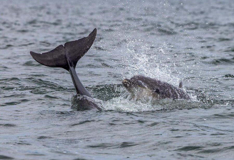 From Can Picafort: Dolphin Watching and Cave Boat Trip - My verdict: should you book it?