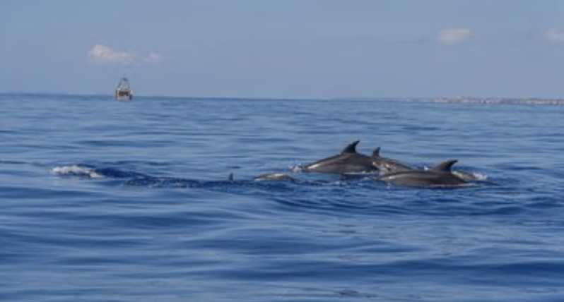 From Can Picafort: Dolphin Watching and Cave Boat Trip - Why the dolphins are the main event