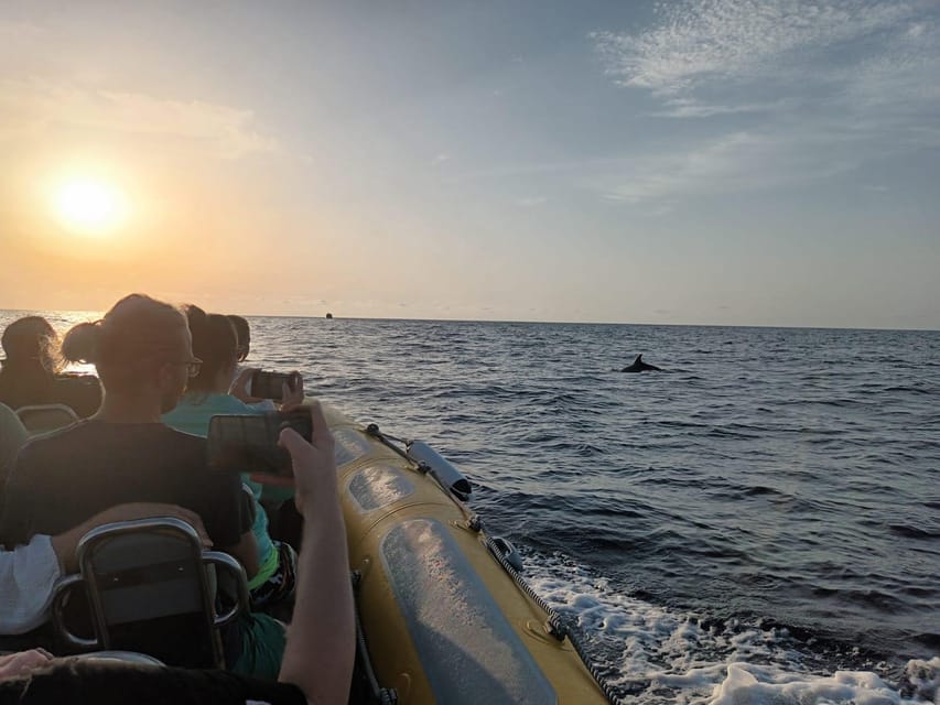 From Can Picafort: Dolphin Watching and Cave Boat Trip - Sea caves and the cliffs of Cap de Pinar