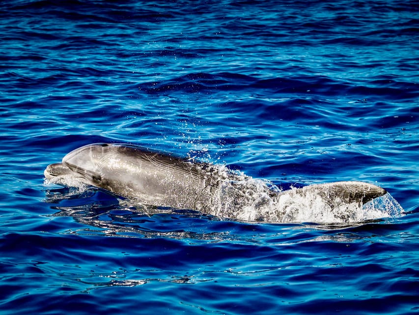 From Can Picafort: Dolphin Watching and Cave Boat Trip - The swim stop near Es Coll Baix