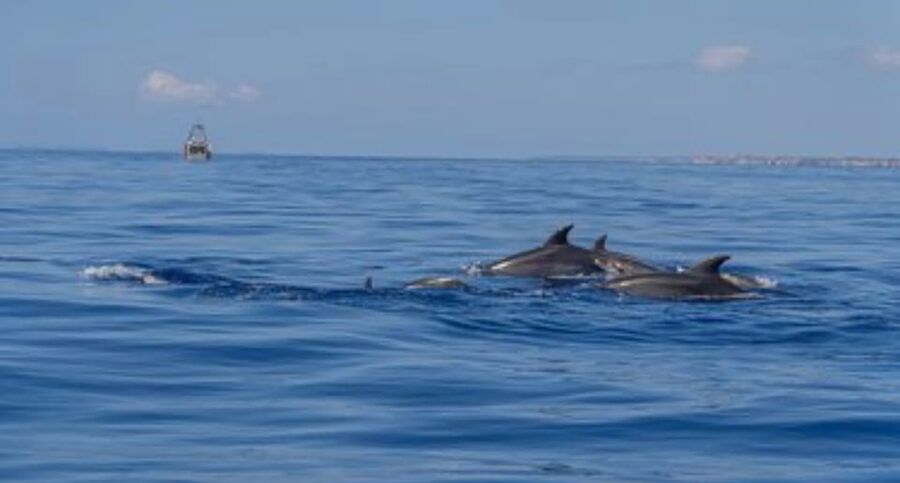 From Can Picafort: Dolphin Watching and Cave Boat Trip - How good is the value at $82?
