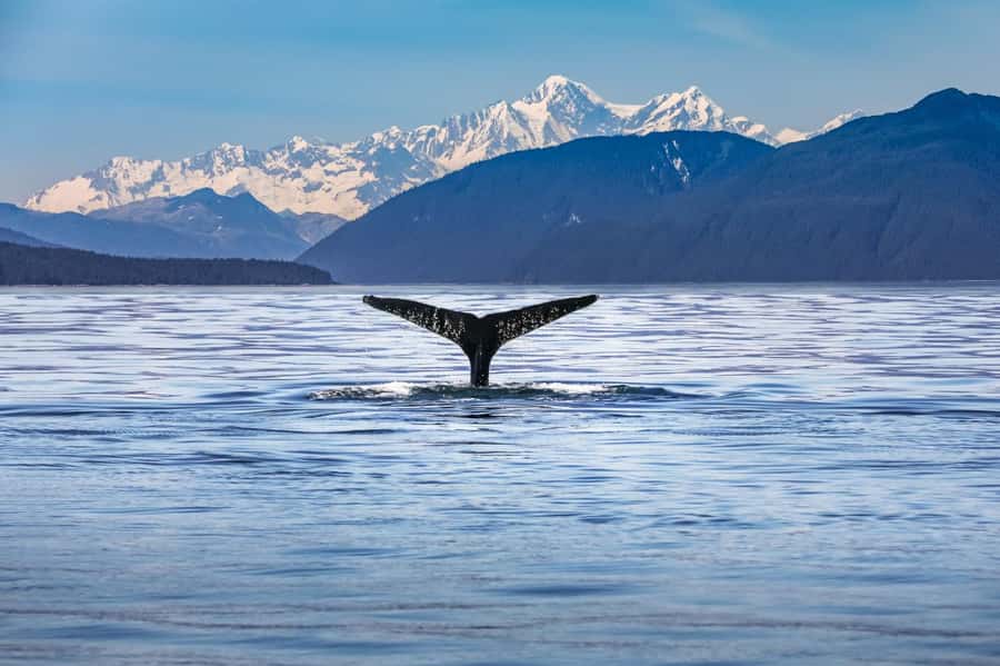 From Christchurch: Kaikōura Day Tour With Dolphin Encounter - Key points to know before you book