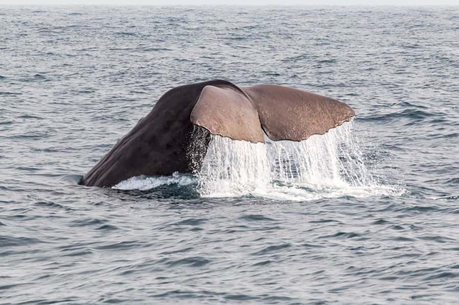 From Christchurch: Kaikōura Day Tour With Dolphin Encounter - Who will enjoy this day, and who should skip it