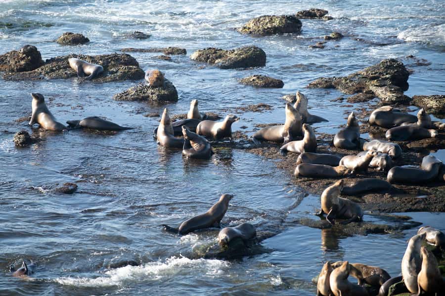From Christchurch: Kaikōura Day Tour With Dolphin Encounter - Small details that make the day easier