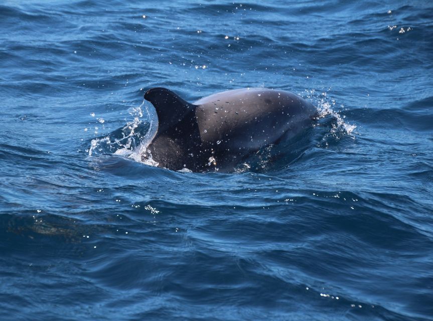 From Costa del Sol: Gibraltar Dolphin Watching by Boat - Who should book this day trip