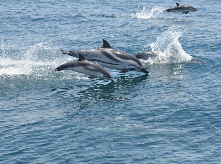 From Costa del Sol: Gibraltar Dolphin Watching by Boat - What happens on the 90-minute dolphin cruise