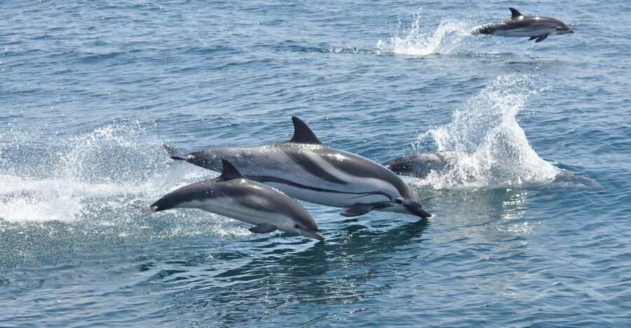 From Costa del Sol: Gibraltar Dolphin Watching by Boat - What the $106 price really buys you