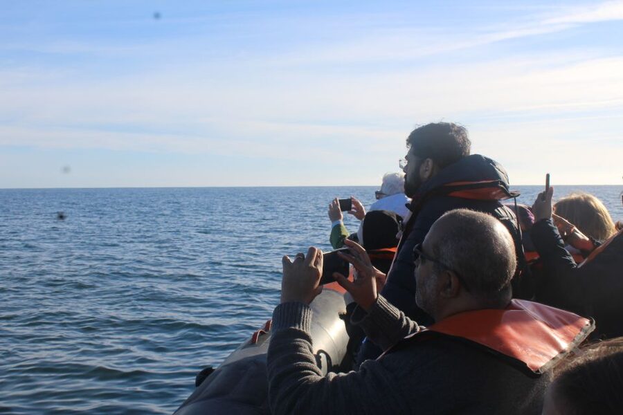From Faro: Dolphin Watching & 2 Islands Tour - What the dolphin encounter can be like