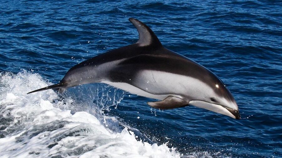 From Faro: Dolphin Watching & 2 Islands Tour - Ilha do Farol and its lighthouse village