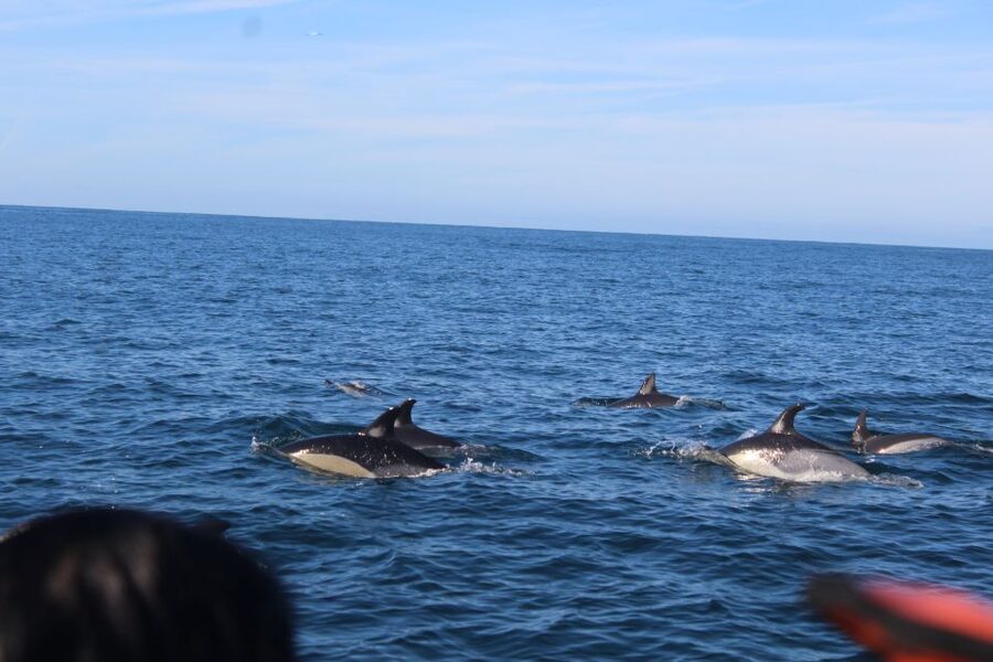 From Faro: Dolphin Watching & 2 Islands Tour - Who should book this four-hour trip?