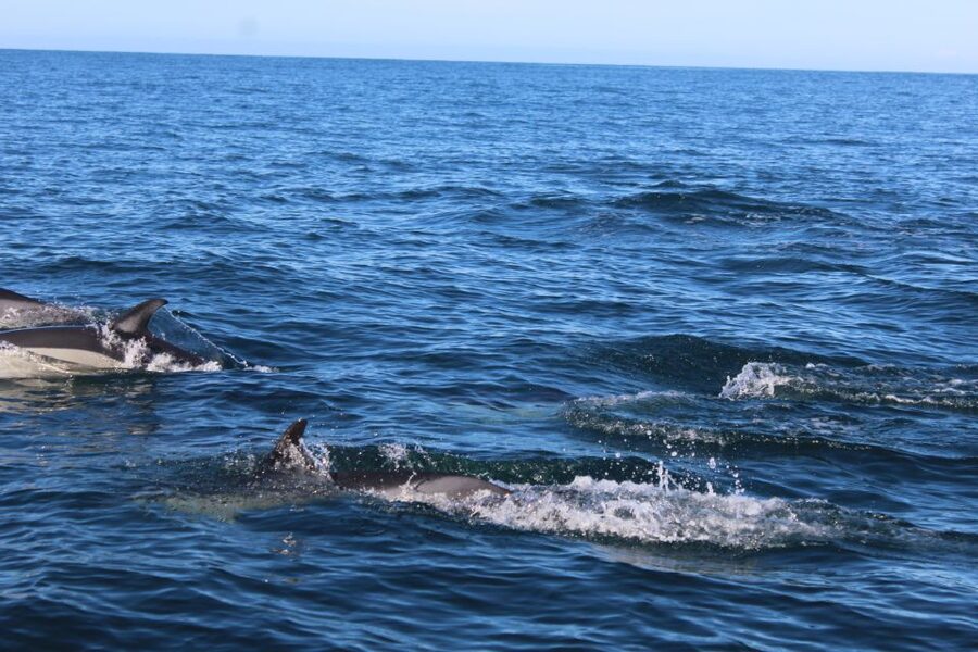 From Faro: Dolphin Watching & 2 Islands Tour - Cabo de Santa Maria and the Atlantic search