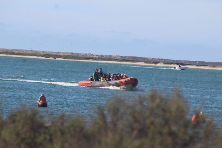 From Faro: Wildlife and Dolphin-Watching Speedboat Tour - Key points to know before you book