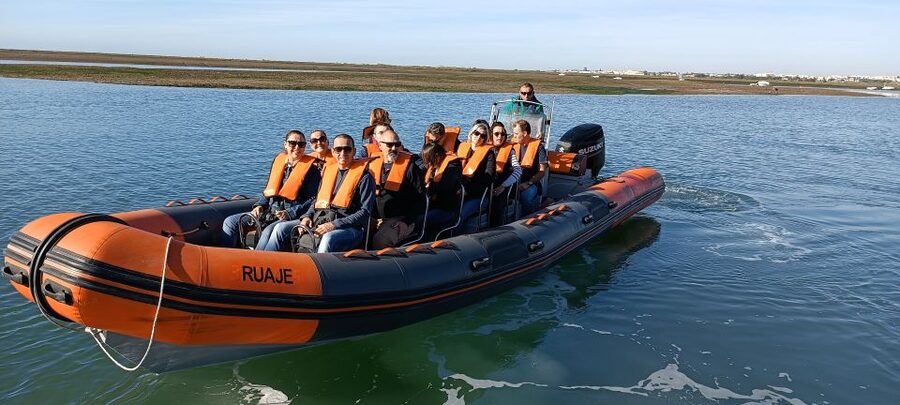 From Faro: Wildlife and Dolphin-Watching Speedboat Tour - Dolphin watching is the main reason to go