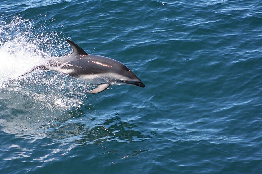 From Faro: Wildlife and Dolphin-Watching Speedboat Tour - Keep watching for whales, sharks, turtles, and birds