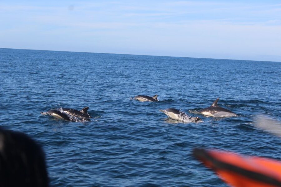 From Faro: Wildlife and Dolphin-Watching Speedboat Tour - Weather, clothing, and comfort