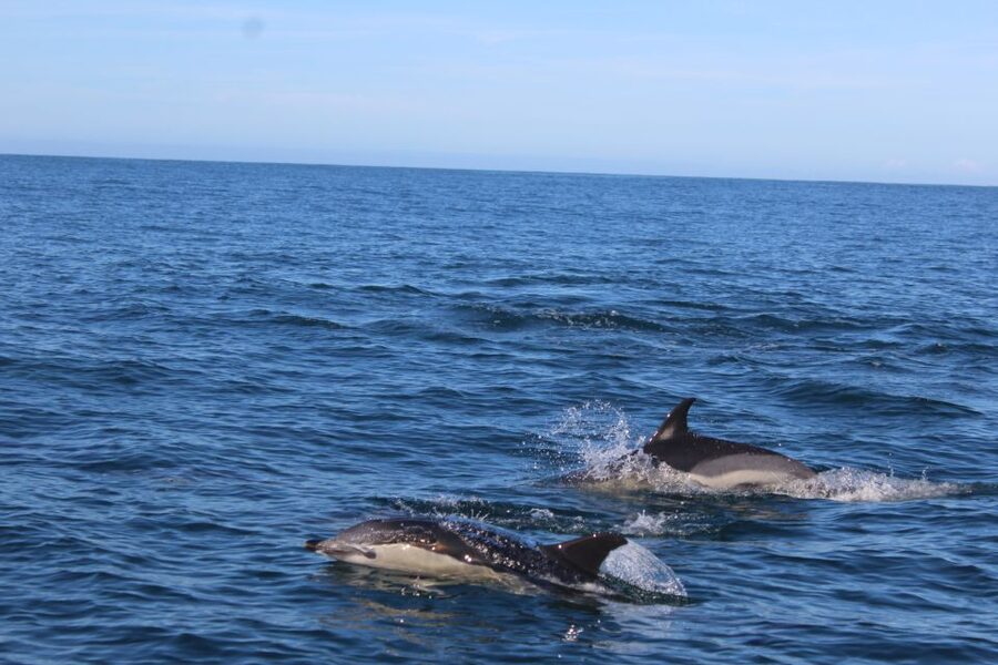 From Faro: Wildlife and Dolphin-Watching Speedboat Tour - Ria Formosa brings calm water and changing views
